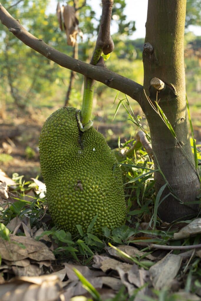 Close-Up Photo of a Green Jackfruit on the Ground